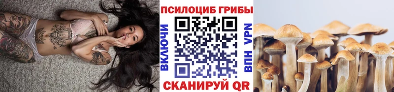 как найти закладки  Томмот  Псилоцибиновые грибы Psilocybe 